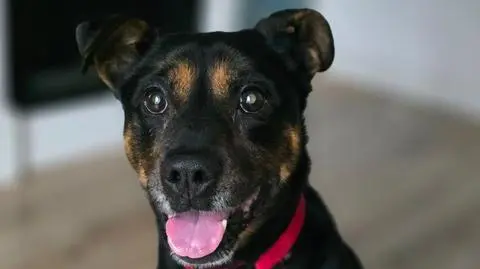 Roluś jedynym psem czekającym na dom