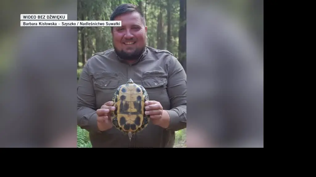 slideshow dla Filipa żółw