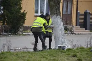 Białe drzewa, krawężniki i słupy w Dąbrowicach
