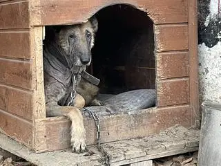 Pies stał na łańcuchu, za schronienie służyła mu prowizoryczna buda