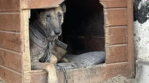 Pies stał na łańcuchu, za schronienie służyła mu prowizoryczna buda
