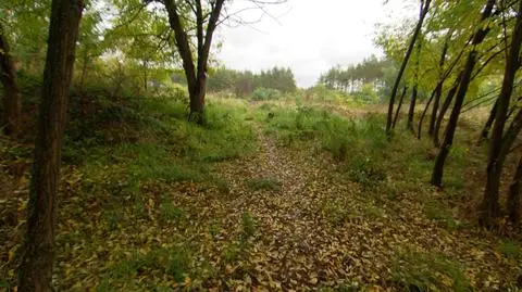 Prokuratura o okolicznościach odebrania psów ze schroniska