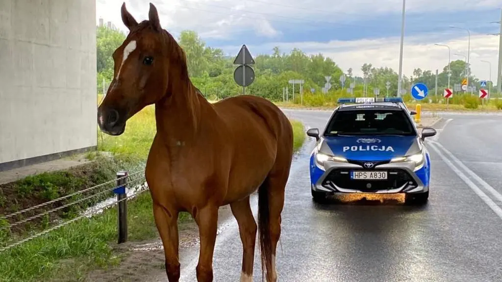 Koń stał na pasie ruchu w kierunku Radkowic