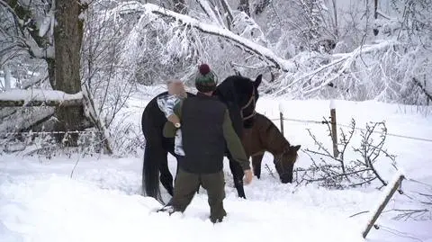 Jeśli będzie potrzeba, pojadą zaprzęgiem 