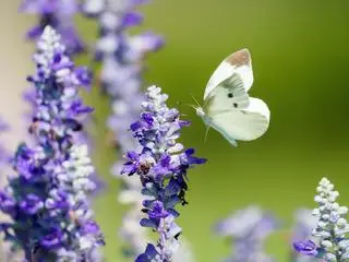 Bielinek rzepnik (Pieris rapae)