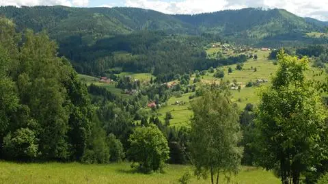 Co łączy pożary w Grecji z dzikami na osiedlach? "Człowiek wchodzi z zabudową w naturę"