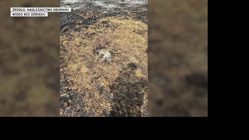 Nadleśnictwo Oborniki