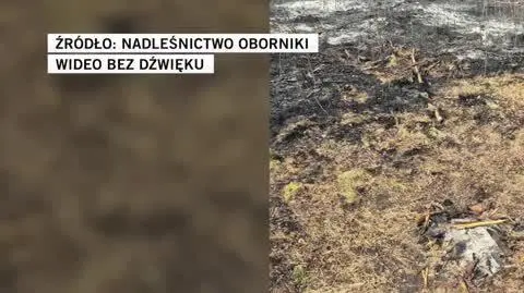 Nadleśnictwo Oborniki