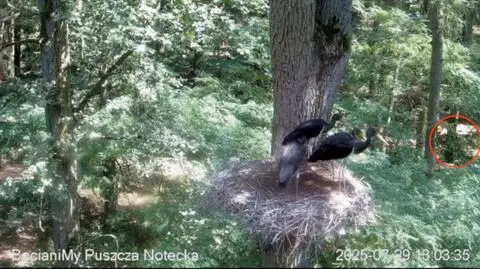 Ktoś podszedł za blisko gniazda i spłoszył młode bociany czarne 