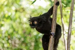 Lemuria czarna