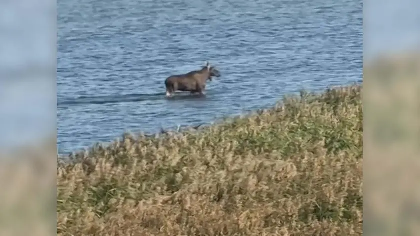 "Jest znanym recydywistą i już nieraz nielegalnie przekraczał granicę"