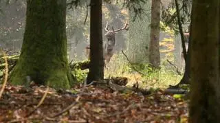 Operator TVN24 nagrał niezwykłe widowisko. "Były wszędzie" 