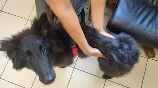 Ważył niecałe 10 kilogramów. "Gdyby nie długa sierść, wyglądałby jak szkielet"
