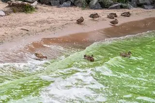 Wody Lough Neagh są zielone od glonów