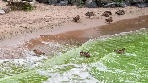 Wody Lough Neagh są zielone od glonów