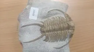 Znaleźli prehistoryczne skamieniałości