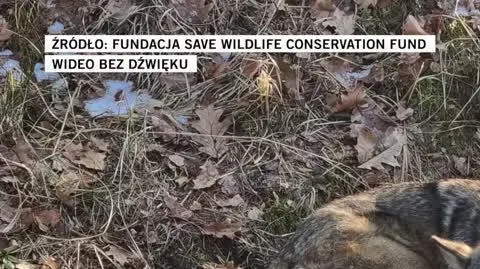 fundacja