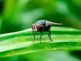 Mucha śrubowa (Cochliomyia hominivorax) 