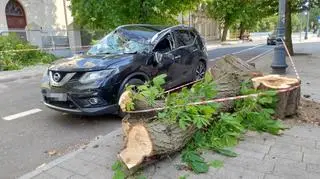 O krok od tragedii w Kutnie. Drzewo runęło na samochód