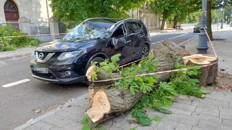 O krok od tragedii w Kutnie. Drzewo runęło na samochód