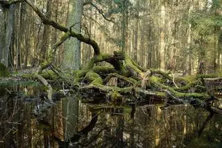 Bagno w Białowieskim Parku Narodowym