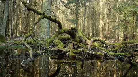 Bagno w Białowieskim Parku Narodowym