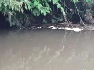 Wody Polskie o śniętych rybach w miejscowości Chałupki