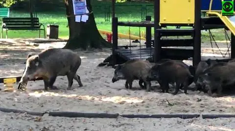 12 dzików na placu zabaw