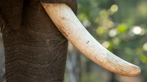 shutterstock_2401804539