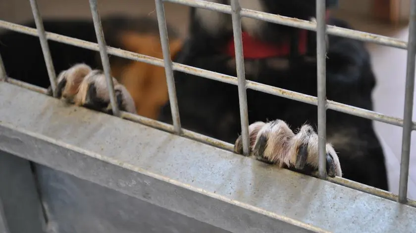 CBŚP prześwietla jedną z największych organizacji prozwierzęcych