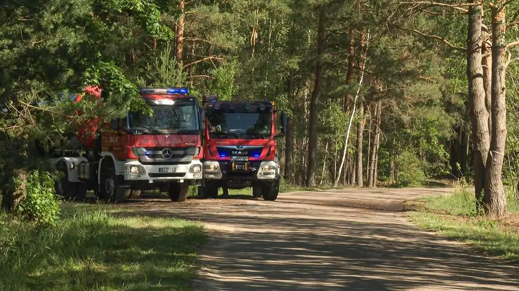 Udało się ocalić las 