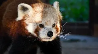 Toszi - ojciec pandki