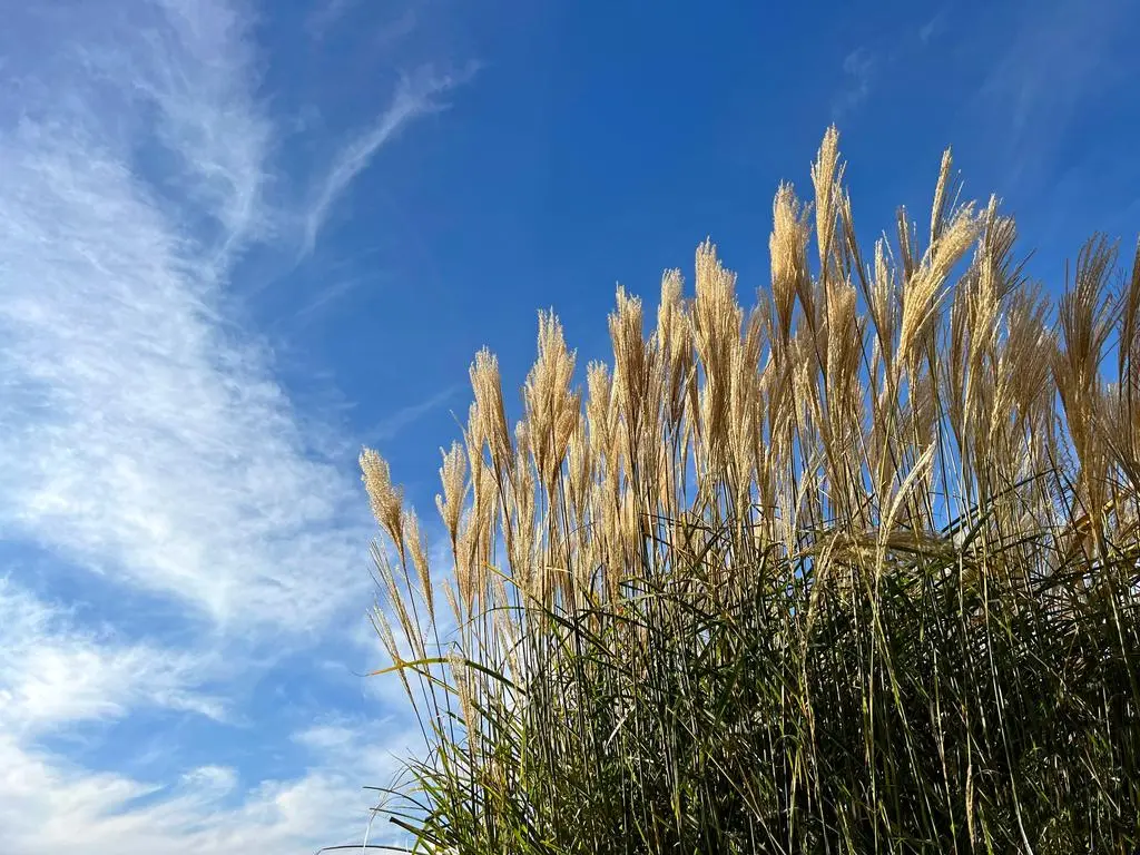 Miskant (Miscanthus spp.) - zdj. poglądowe