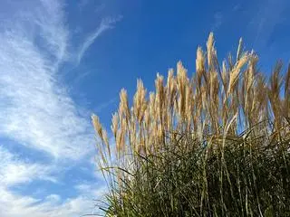 Miskant (Miscanthus spp.) - zdj. poglądowe