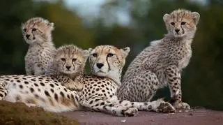 Gepard grzywiasty (Acinonyx jubatus) - zdj. ilustracyjne