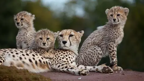 Gepard grzywiasty (Acinonyx jubatus) - zdj. ilustracyjne