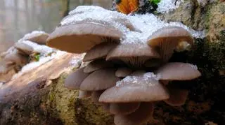 Boczniak (Pleurotus)