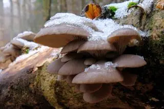 Boczniak ostrygowaty (Pleurotus ostreatus)