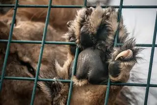 Lew w zoo (zdjęcie ilustracyjne)