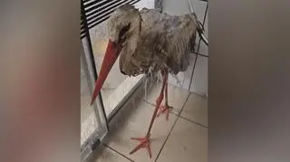 Umyli Lolka ciepłą wodą z szarym mydłem, nie pomogło. Jedzie po pomoc 300 kilometrów