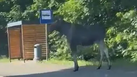 Łoś na przystanku autobusowym