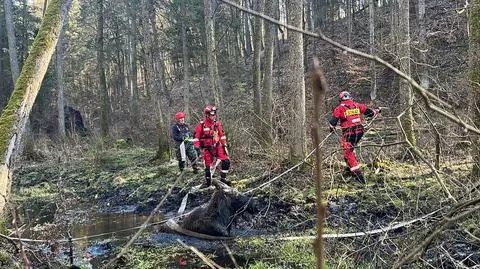 Strażacy uratowali łosia, który ugrzązł w bagnie