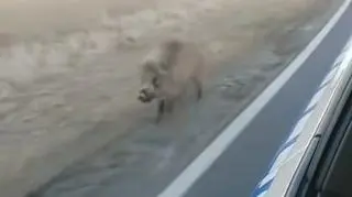 Dzik trafił do lasu