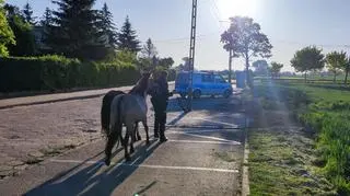 Policemen instructed the owner of the horse