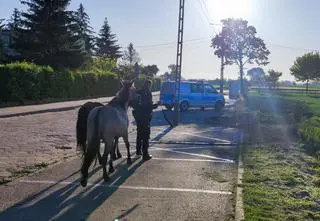 Konie uciekły z zagrody i biegały po drodze