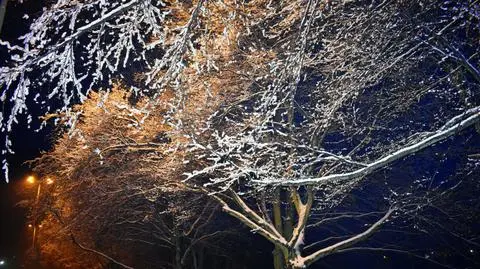 mroz snieg wieczor noc park shutterstock_1008198277