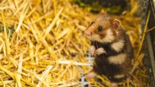Pięć chomików europejskich przyszło na świat w ZOO Wrocław