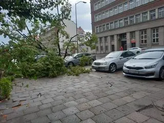 Połamane gałęzie na chodniku w Szczecinie