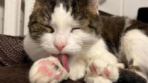 Pandek przeszedł długotrwałe leczenie