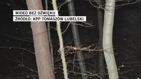 pijany wycinał drzewo
